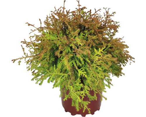 Cypřiš v květináči