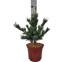 Borovice drobnokvětá Pinus parviflora 'Negishi' výška 25-30 cm květináč 3 l