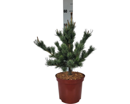 Borovice v květináči s uvedením velikosti