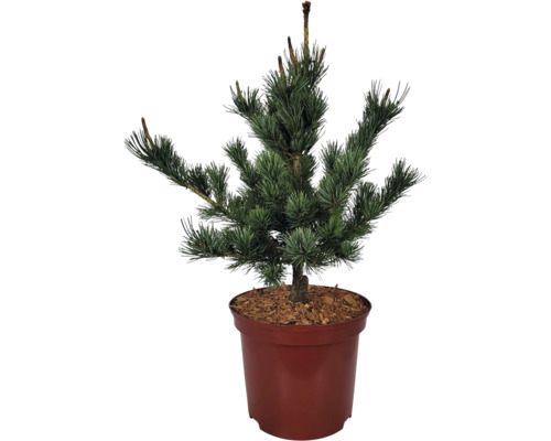 Borovice drobnokvětá Pinus parviflora 'Negishi' výška 25-30 cm květináč 3 l Borovice v květináči