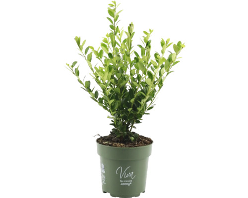 Cesmína vroubkovaná FloraSelf Ilex crenata 'Jenny' výška 20-25 cm květináč 10,5 cm samičí odrůda Cesmína vroubkovaná FloraSelf Ilex crenata 'Jenny' výška 20-25 cm květináč 10,5 cm samičí odrůda