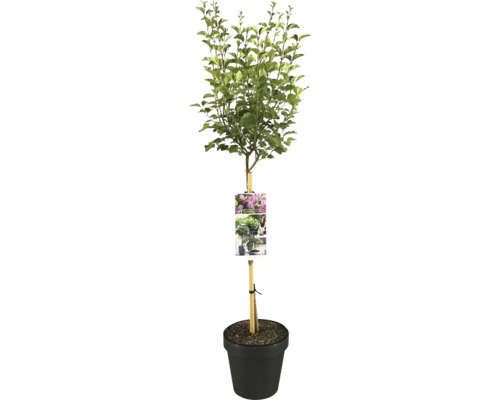 Šeřík Meyerův zakrslý na kmínku FloraSelf Syringa meyeri Flowerfesta 'Pink' výška kmene 50 cm květináč 3 l