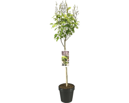 Šeřík na kmínku FloraSelf Syringa prestonie 'Minuet' výška kmene 50 cm květináč 3 l