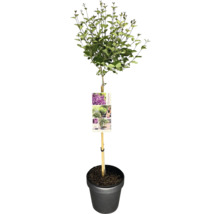 Bloomerang Syringa zakrslý šeřík v květináči