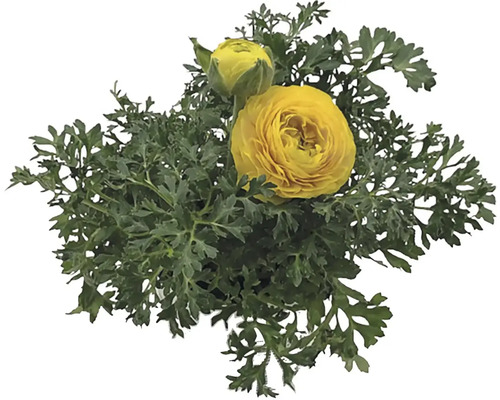 Žlutý pryskyřník s zelenými listy