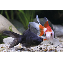 Dvě zlaté rybky v akváriu