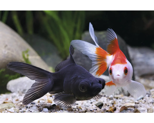 Dvě zlaté rybky v akváriu