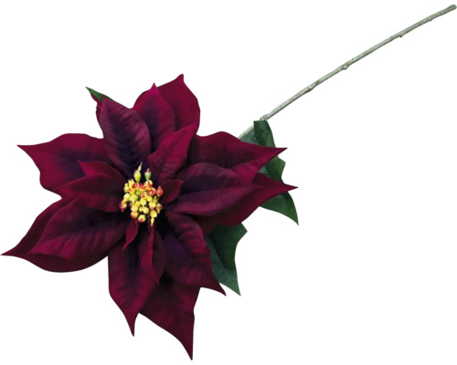 Dekorativní červená vánoční hvězda s stonkem a zelenými listy.