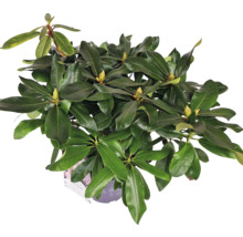 Rostlina rododendronu v květináči se zelenými listy a poupaty