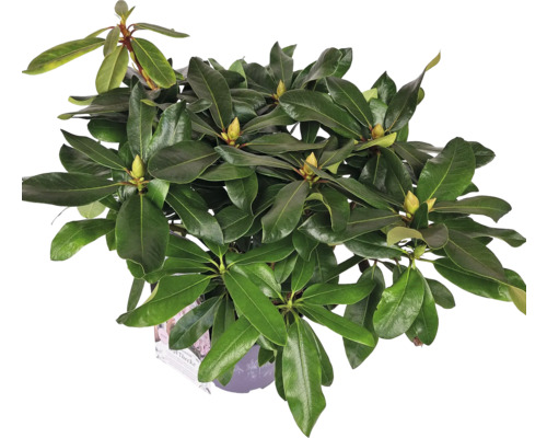 Rostlina rododendronu v květináči se zelenými listy a poupaty