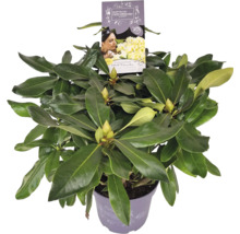 Rododendron v květináči s etiketou