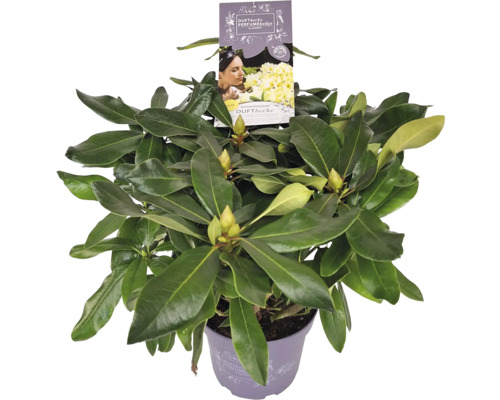 Rododendron v květináči s etiketou