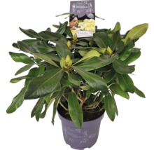 Rhododendron v květináči se zelenými listy a poupaty