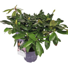 Rhododendron v květináči se zelenými listy a poupaty