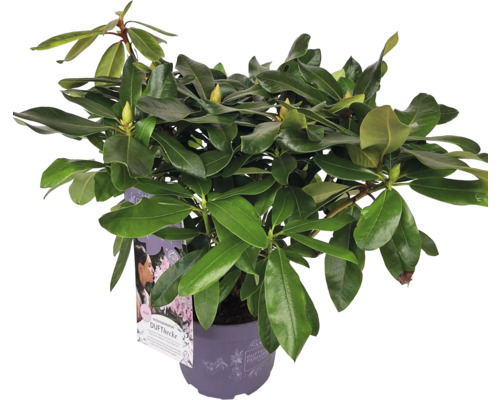 Rhododendron v květináči se zelenými listy a poupaty