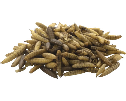 Larvy brouků jako krmivo pro zvířata