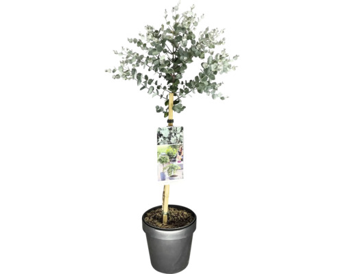 Eukalyptus, blahovičník na kmínku FloraSelf Eucalyptus gunnii 'Azura' výška kmene 50 cm květináč 3 l