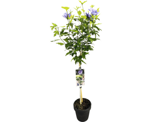 Ibišek syrský na kmínku FloraSelf Hibiscus syriacus 'Blue Chiffon' výška kmene 50 cm květináč 3 l Ibišek syrský na kmínku FloraSelf Hibiscus syriacus 'Blue Chiffon' výška kmene 50 cm květináč 3 l