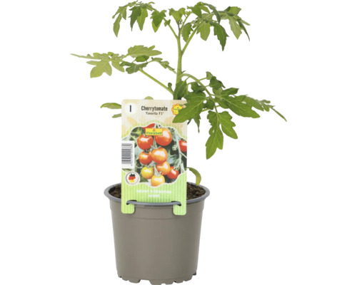 Třešňové rajče ''Favorita F1'' v květináči