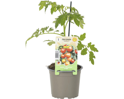 Cherry rajče ''Favorita F1'' v květináči