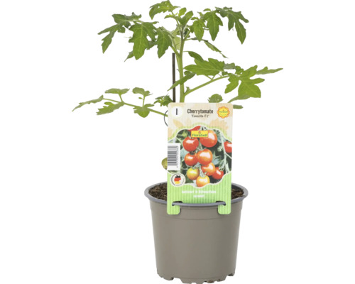 Cherry rajče ''Favorita F1'' v květináči