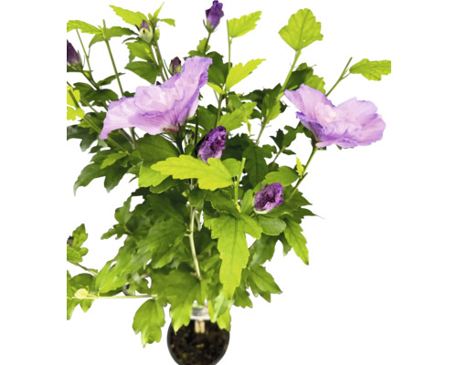 Ibišek syrský na kmínku FloraSelf Hibiscus syriacus 'Lavender Chiffon' výška kmene 50 cm květináč 3 l Ibišek syrský na kmínku FloraSelf Hibiscus syriacus 'Lavender Chiffon' výška kmene 50 cm květináč 3 l
