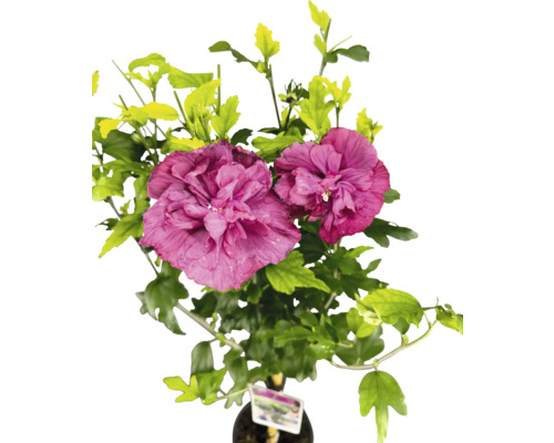 Ibišek syrský na kmínku FloraSelf Hibiscus syriacus 'Magenta Chiffon' výška kmene 50 cm květináč 3 l Ibišek syrský na kmínku FloraSelf Hibiscus syriacus 'Magenta Chiffon' výška kmene 50 cm květináč 3 l