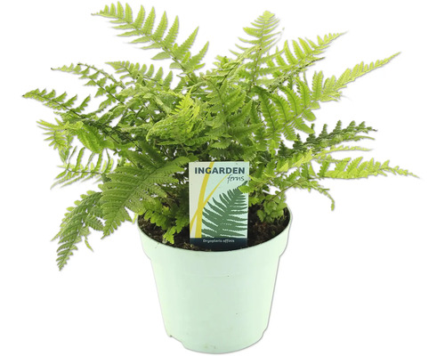 Zelená kapradina v květináči značky Ingarden Ferns