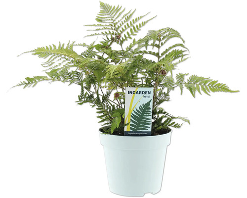 Kapradina Dryopteris erythrosora v květináči