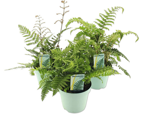 Kapradí FloraSelf 10-30 cm květináč 2 l, různé odrůdy