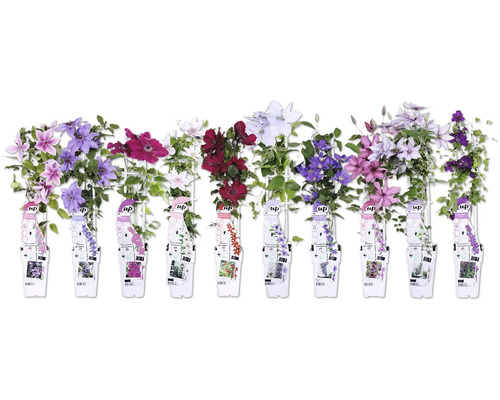 Různé druhy plaménků s květy a etiketami