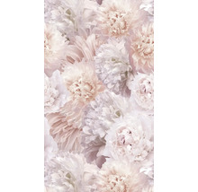 Detailní záběr květů pivoňky