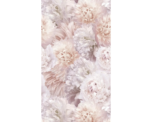 Detailní záběr květů pivoňky