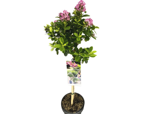 Zábluda, eskalonie na kmínku FloraSelf Escallonia ‘Pink Elle‘ výška kmene 50 cm květináč 3 l