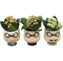 Dekorativní interiérová rostlina kalanchoe FloraSelf Ø 9 cm