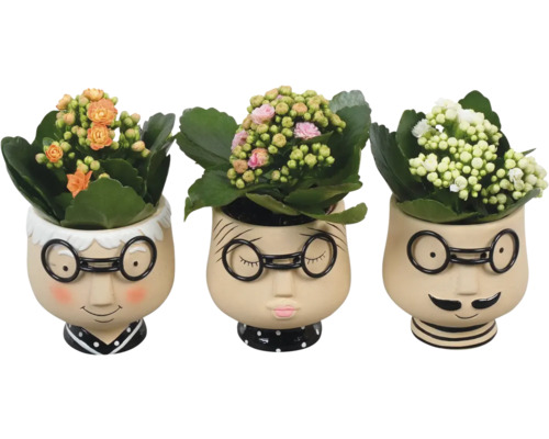 Dekorativní interiérová rostlina kalanchoe FloraSelf Ø 9 cm