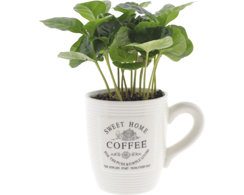 Pravá kávovníková rostlina v hrníčku FloraSelf Coffea arabica výška cca 15 cm Ø 9 cm obal Pravá kávovníková rostlina v hrníčku FloraSelf Coffea arabica výška cca 15 cm Ø 9 cm obal