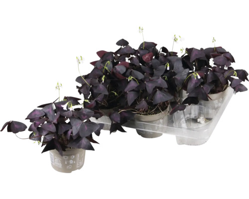 Šťavel, čtyřlístek fialový FloraSelf Oxalis Ikigai purple Ø 12 cm květináč, dekorativní listy