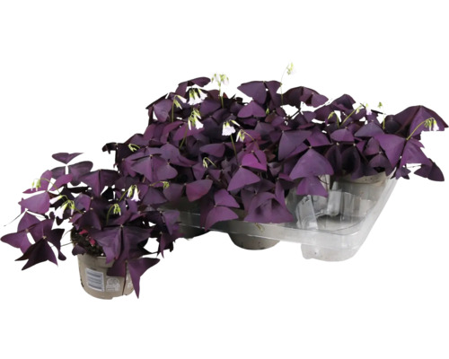 Šťavel, čtyřlístek červený FloraSelf Oxalis Ikigai red Ø 12 cm květináč, dekorativní listy