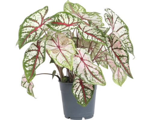 Kaládium mix FloraSelf Caladium Proven Winners květináč Ø 17 cm, různé druhy Rostlina Caladium v květináči