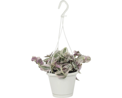 Poděnka FloraSelf Tradescantia 'Lilac' závěsný květináč Ø 12 cm