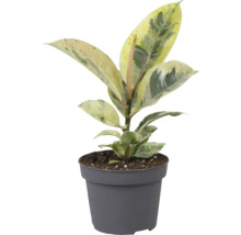 Fíkovník pryžodárný FloraSelf Ficus elastica 'Schrijveriana' výška cca 25 cm, Ø 12 cm květináč