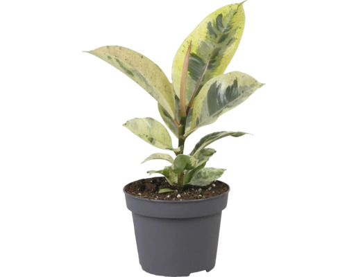 Fíkovník pryžodárný FloraSelf Ficus elastica 'Schrijveriana' výška cca 25 cm, Ø 12 cm květináč Fíkovník pryžodárný FloraSelf Ficus elastica 'Schrijveriana' výška cca 25 cm, Ø 12 cm květináč