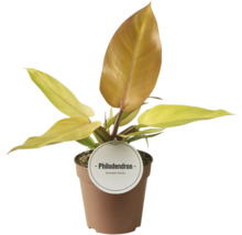 Rostlina Philodendron v květináči