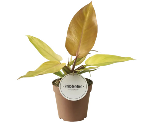 Filodendron FloraSelf Philodendron 'Prince of Orange' Ø 12 cm květináč