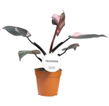 Filodendron FloraSelf Philodendron 'Pink Princess' Ø 12 cm květináč