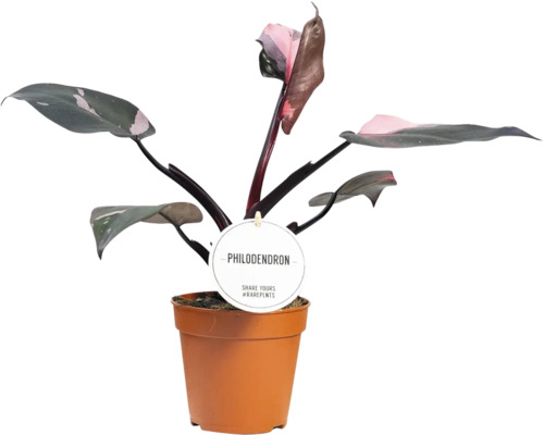 Filodendron FloraSelf Philodendron 'Pink Princess' Ø 12 cm květináč