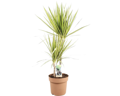 Dračinec FloraSelf Dracaena 'Sunray' výška 70 cm, Ø 17 cm květináč