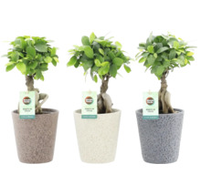 Tři rostliny bonsaje Ficus Ginseng v květináčích