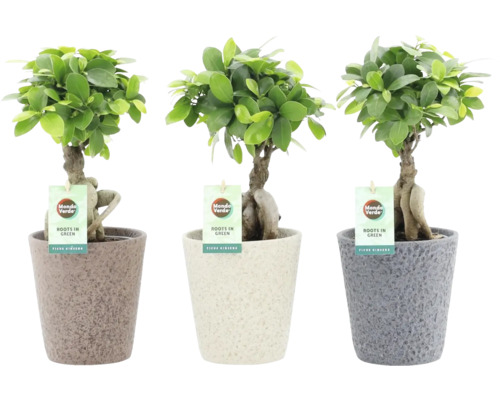 Čínský fíkus FloraSelf Ficus microcarpa 'Ginseng' – včetně keramického obalu Nature Stone Ø 13 cm, různé druhy Čínský fíkus FloraSelf Ficus microcarpa 'Ginseng' – včetně keramického obalu Nature Stone Ø 13 cm, různé druhy